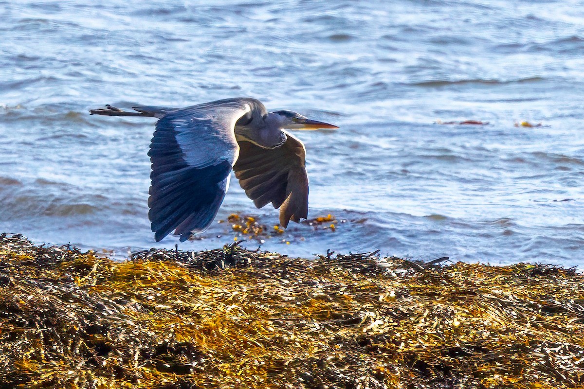 Gray Heron - ML641559233