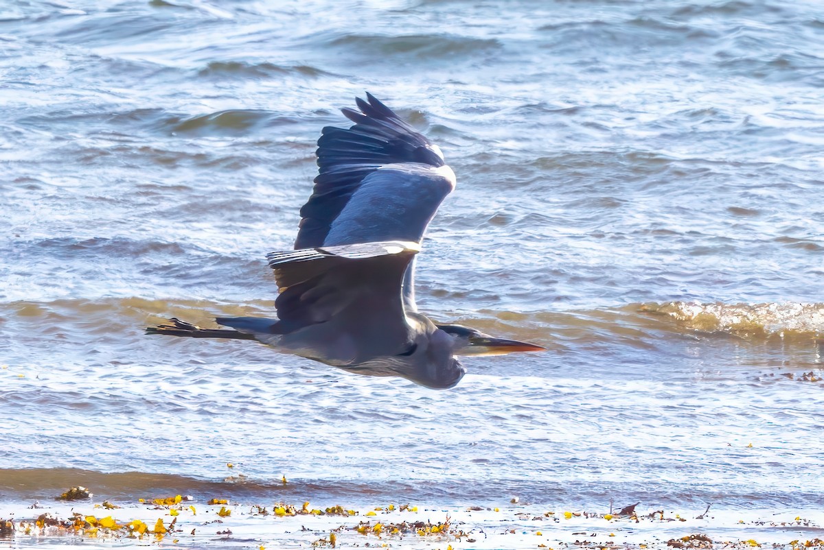 Gray Heron - ML641559237