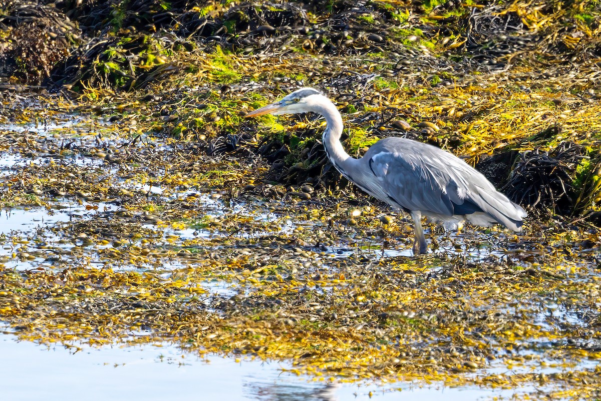 Gray Heron - ML641559242