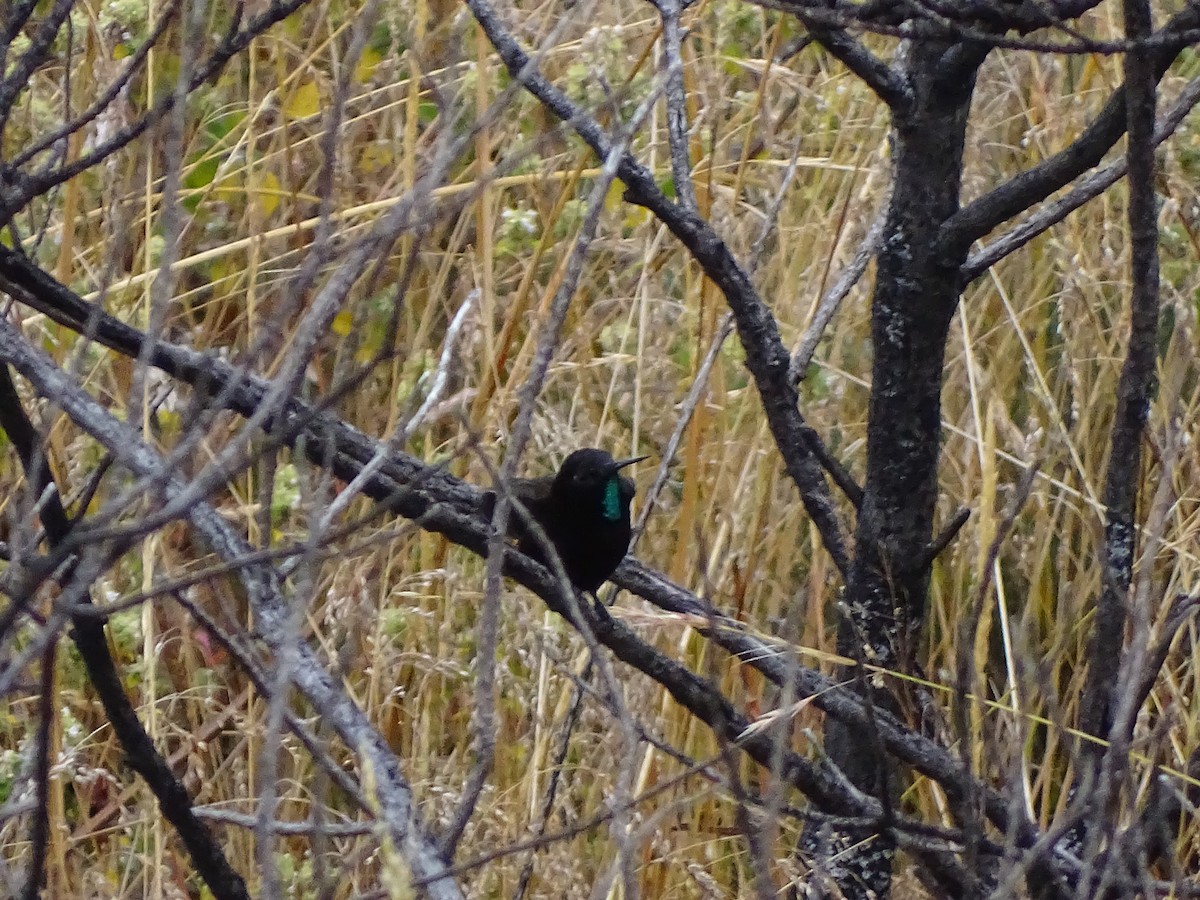 Black Metaltail - ML641559250