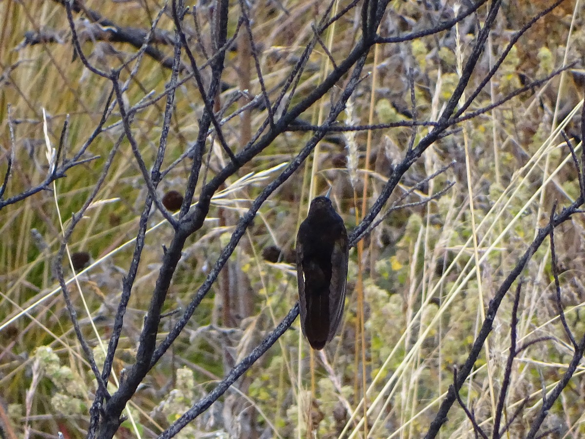 Black Metaltail - ML641559256
