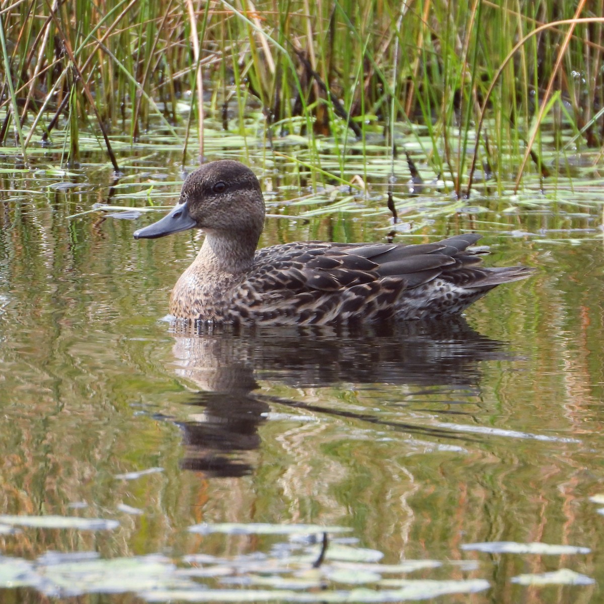 小水鴨 - ML641559257