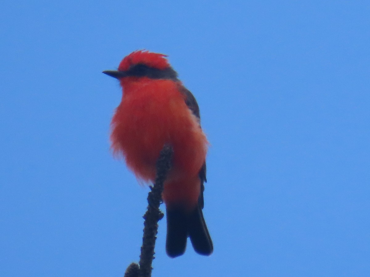 Vermilion Flycatcher - ML641559281