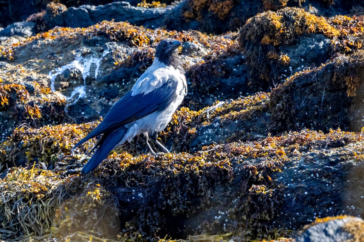 Hooded Crow - ML641559311