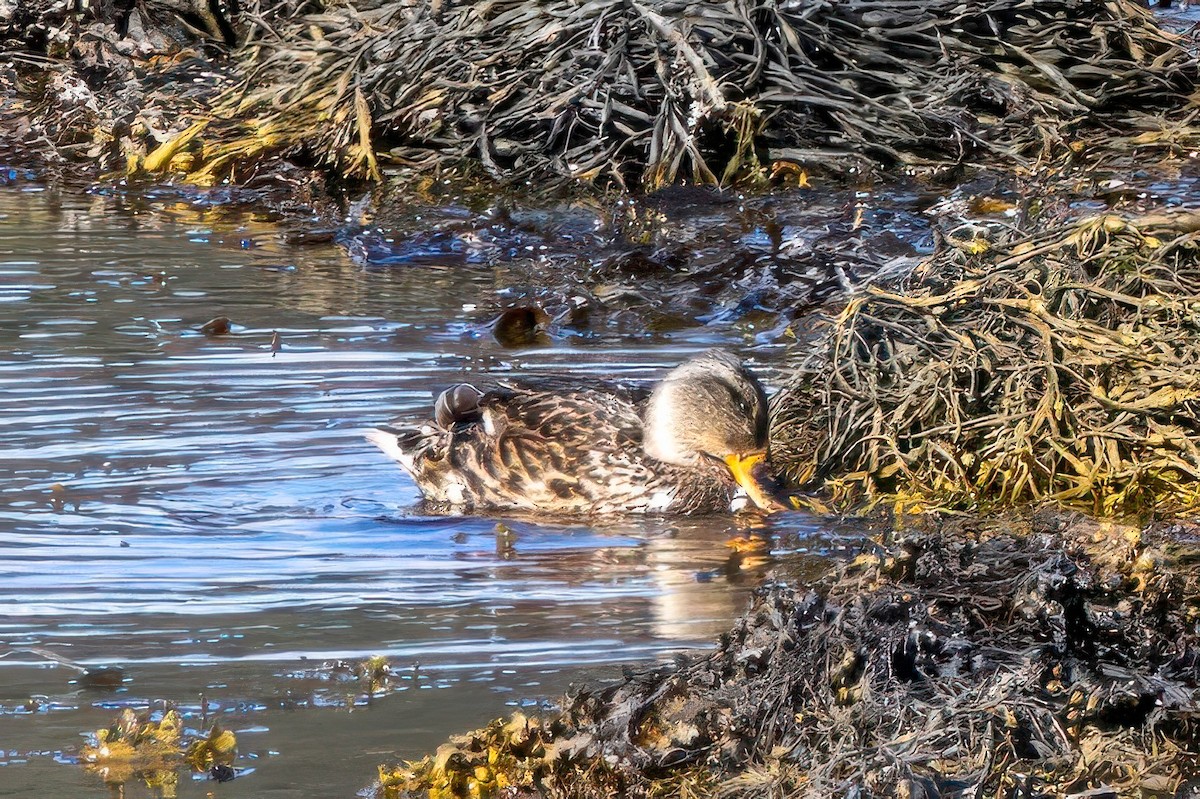 Mallard - ML641559317
