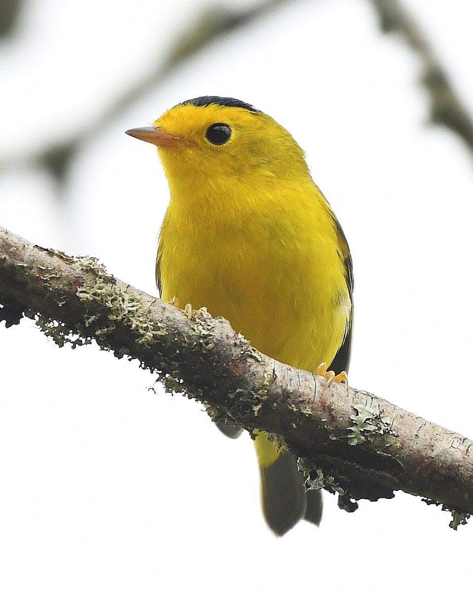 Wilson's Warbler - ML641559321