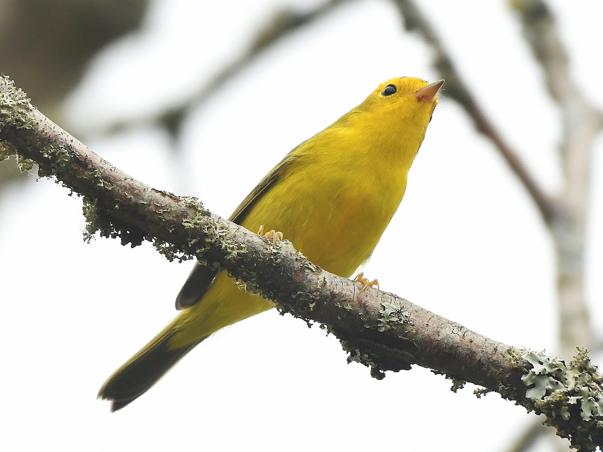 Wilson's Warbler - ML641559322