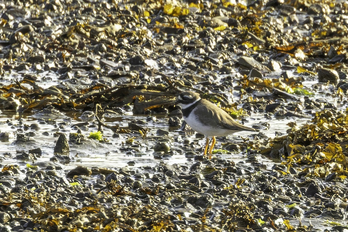 Common Ringed Plover - ML641559327