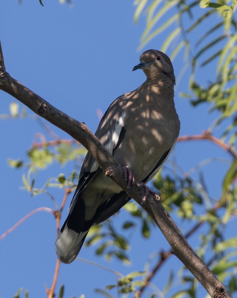 White-winged Dove - ML641559357