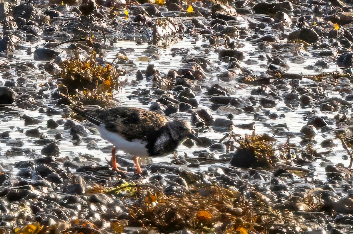 Ruddy Turnstone - ML641559368