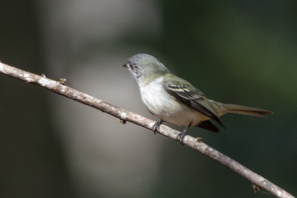Gray-headed Elaenia - ML641559400