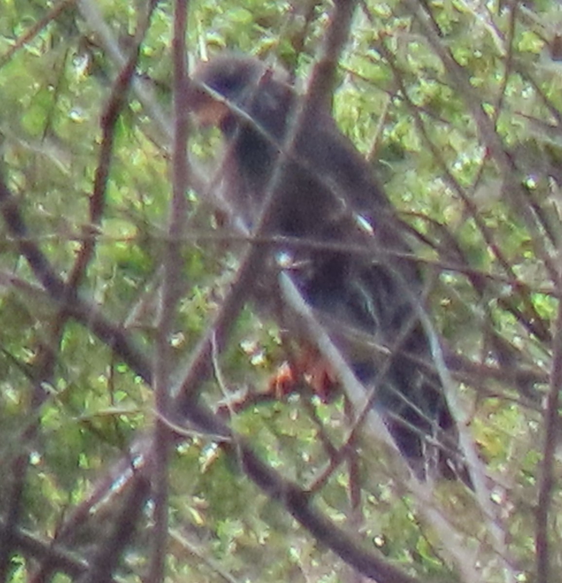 Snail Kite - ML641559410