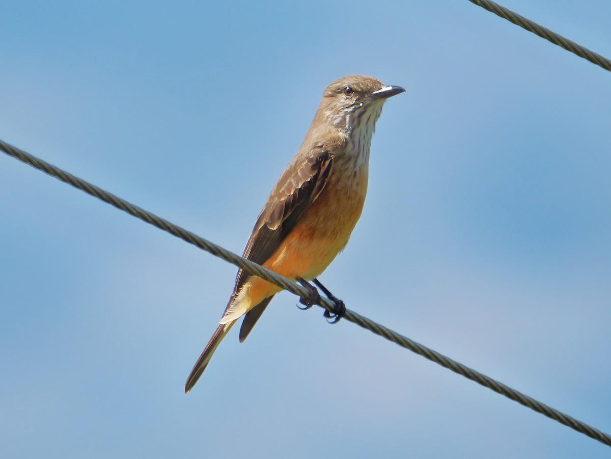 Streak-throated Bush-Tyrant - ML641559425