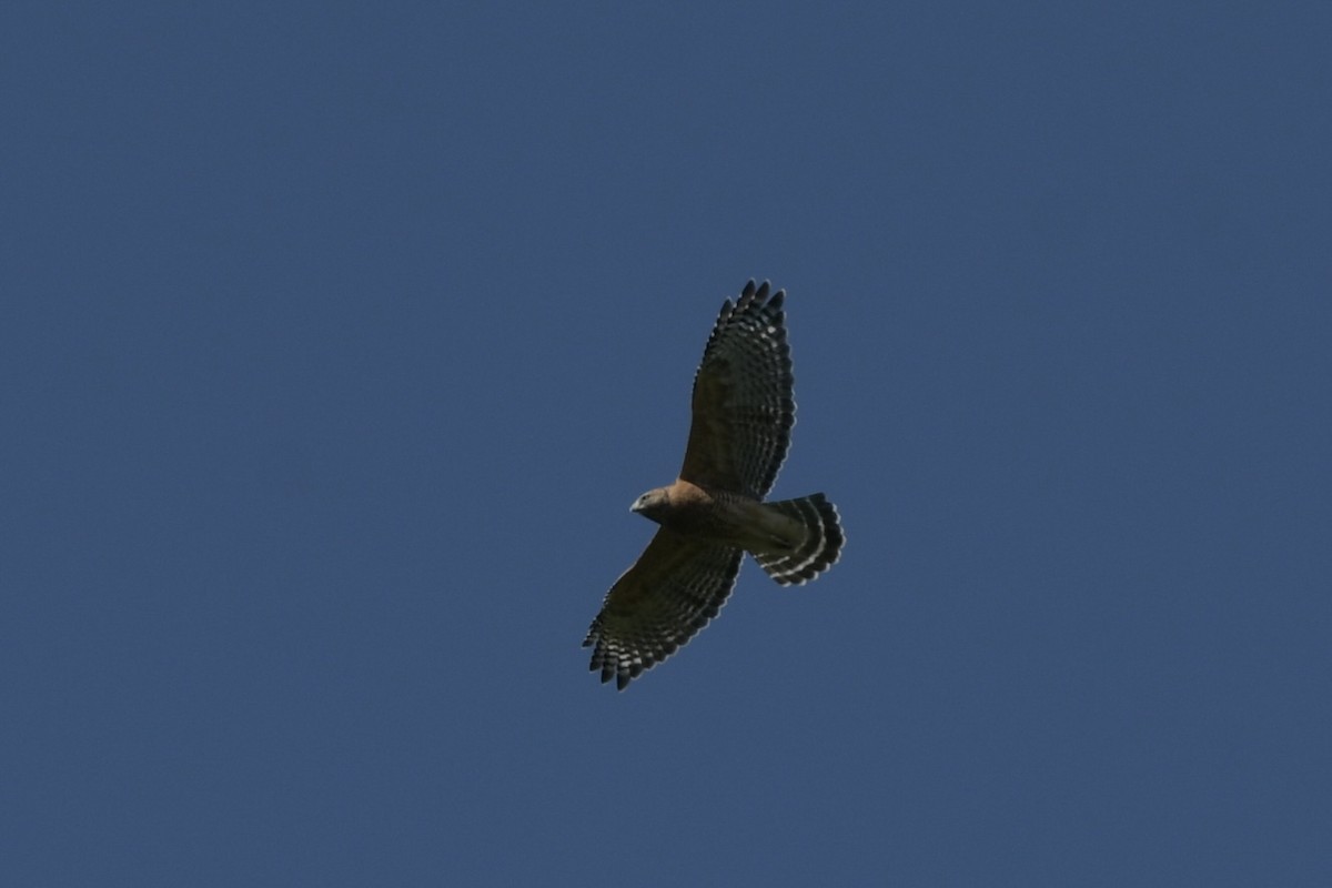 Red-shouldered Hawk - ML641559428