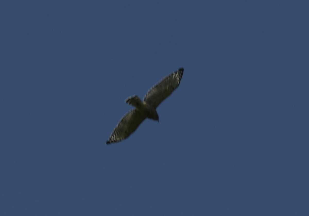 Red-shouldered Hawk - ML641559429