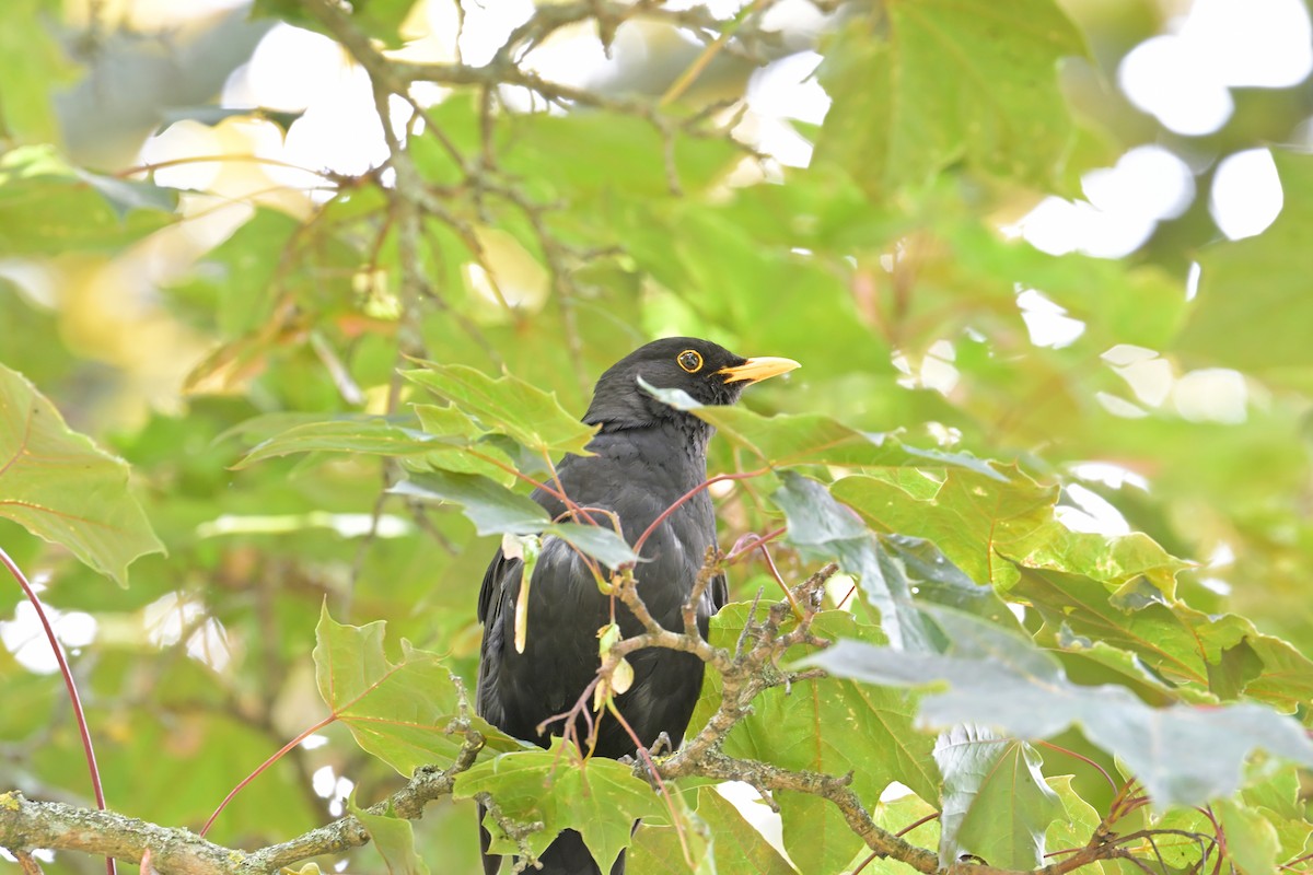 Eurasian Blackbird - ML641559468