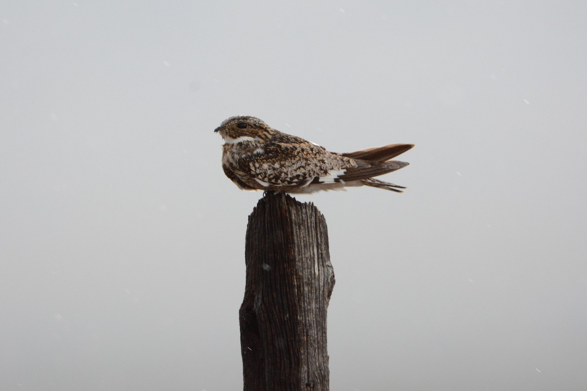 Common Nighthawk - ML64155951