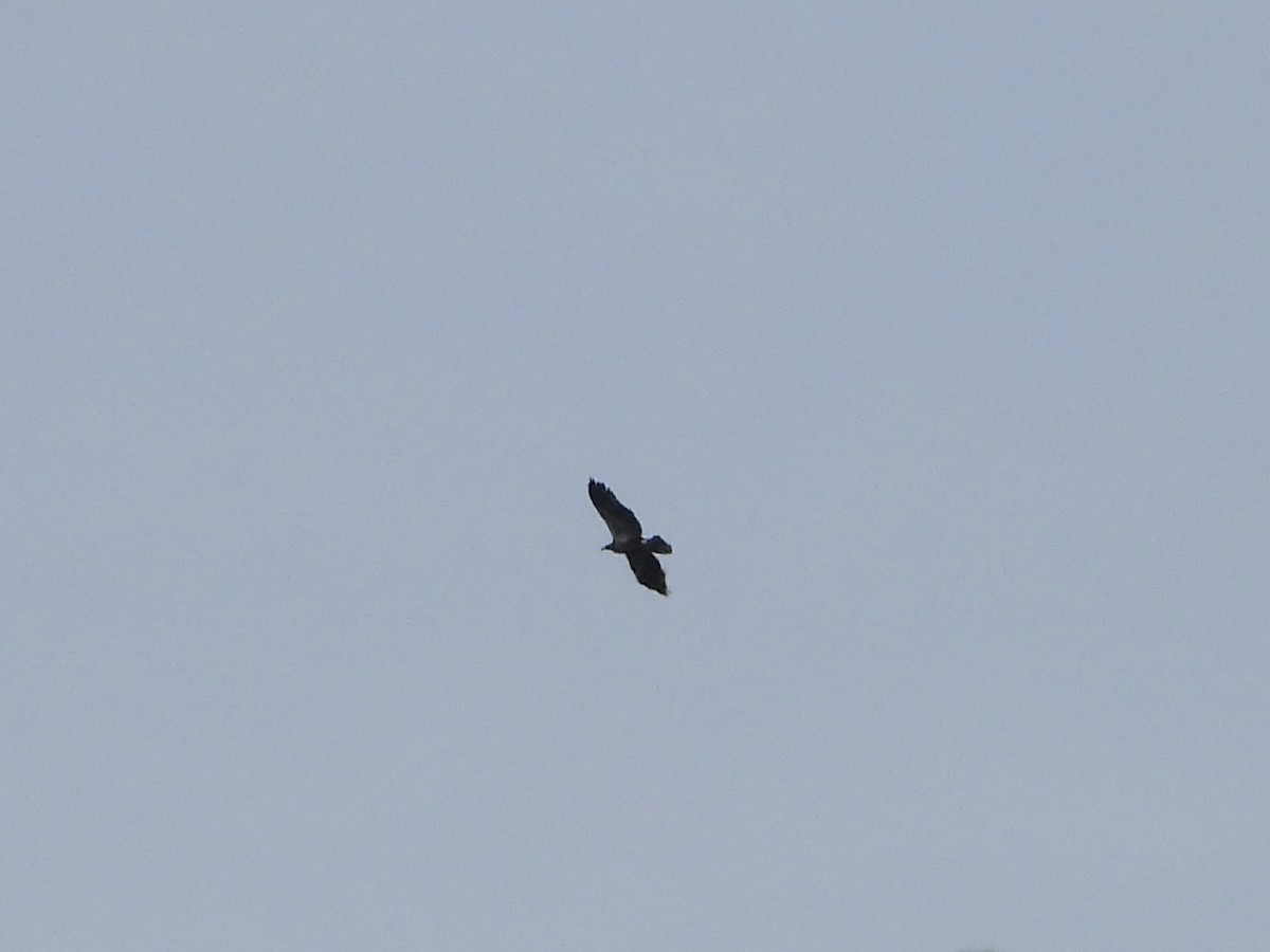 Bald Eagle - ML641559532