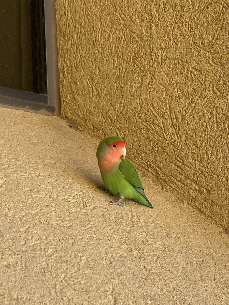Rosy-faced Lovebird - ML641559546