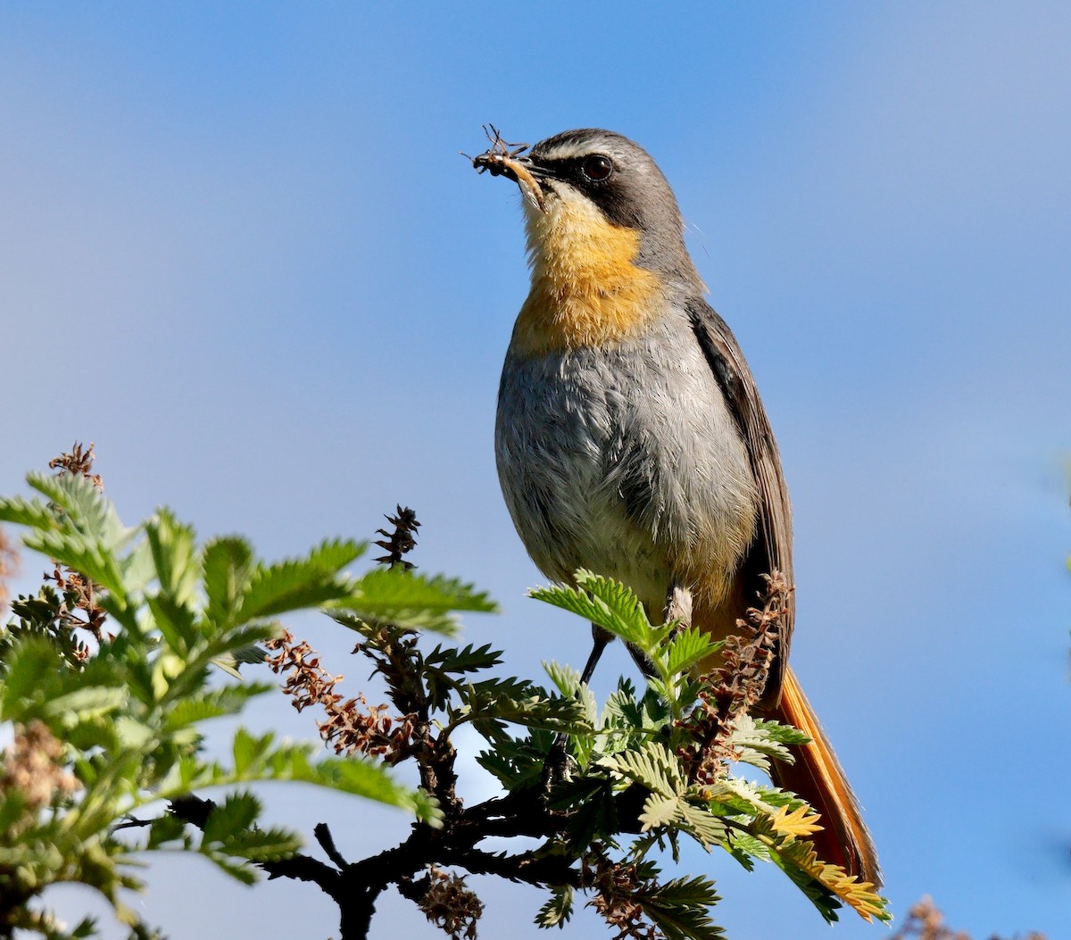 Cape Robin-Chat - ML641559610