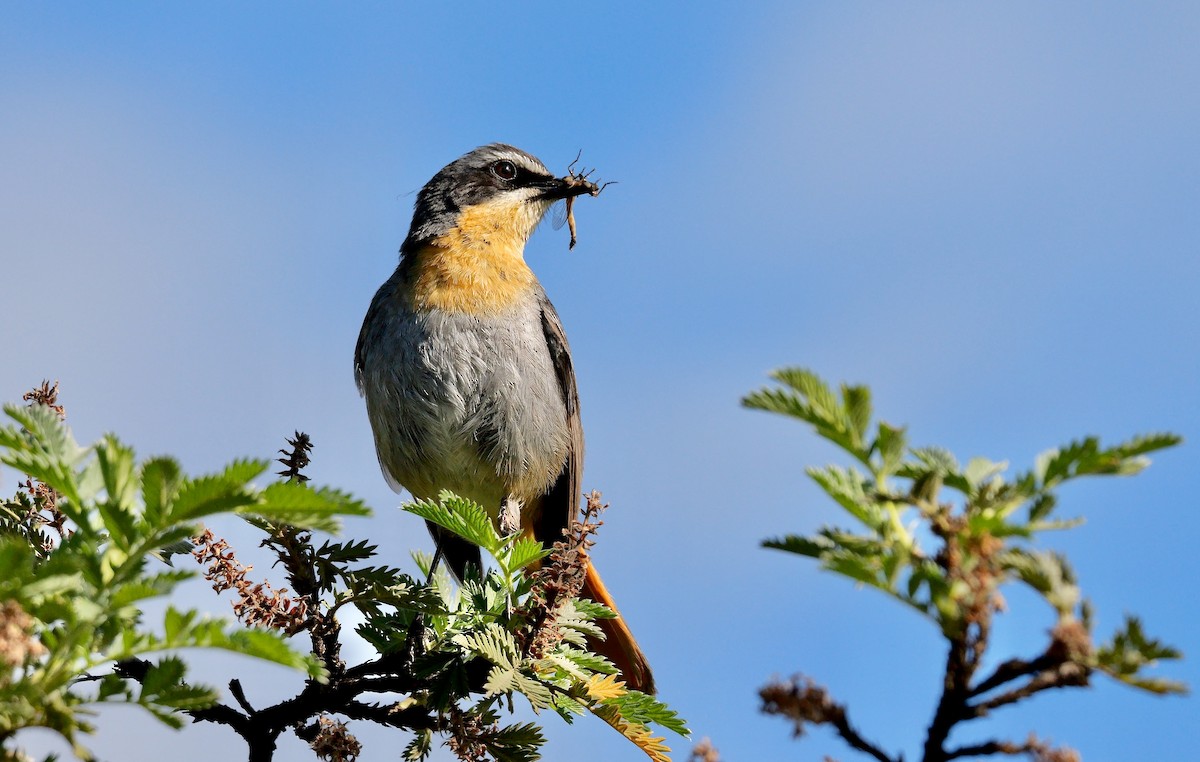 Cape Robin-Chat - ML641559611