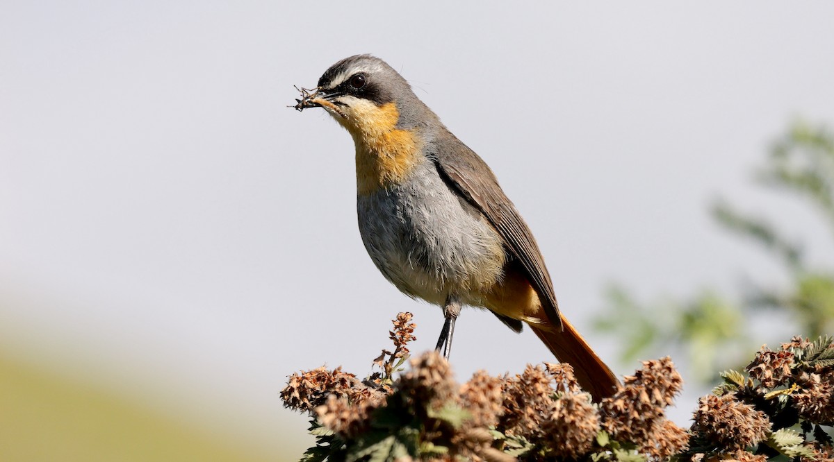 Cape Robin-Chat - ML641559612