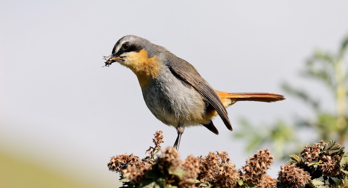 Cape Robin-Chat - ML641559613