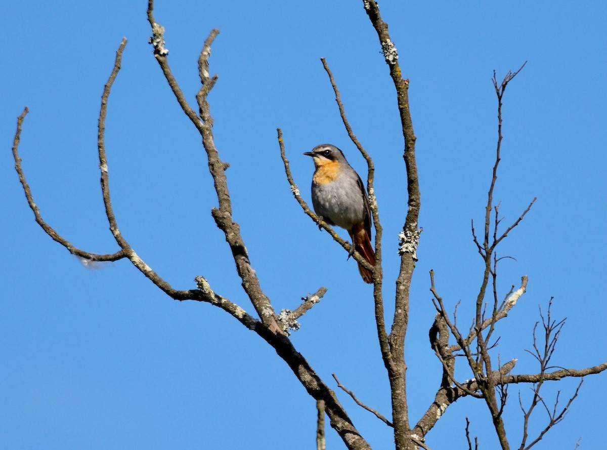 Cape Robin-Chat - ML641559614