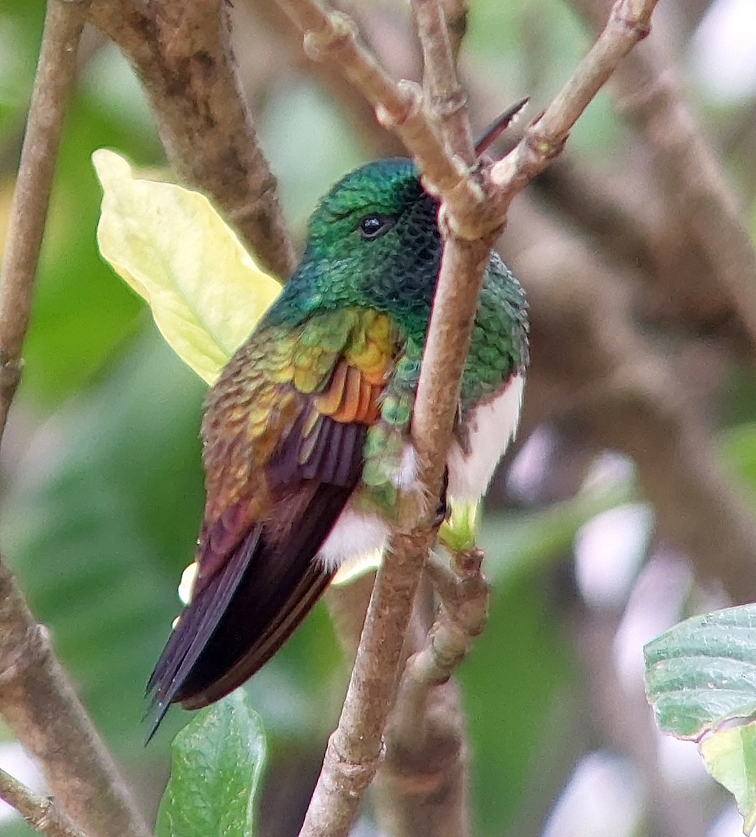 Snowy-bellied Hummingbird - ML641559619