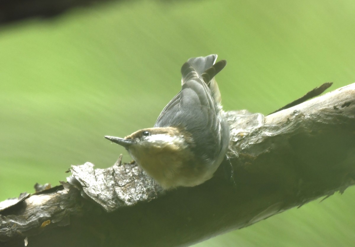Brown-headed Nuthatch - ML641559621