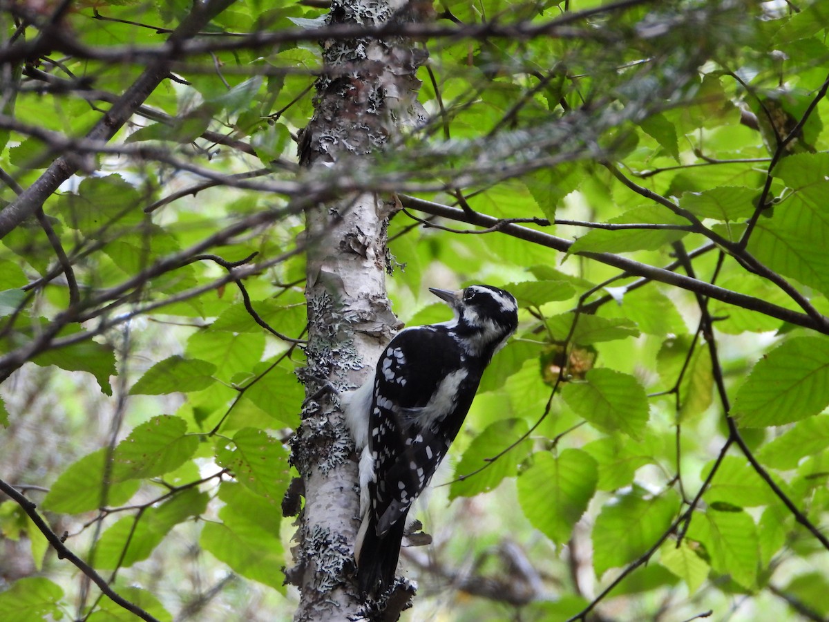 Hairy Woodpecker - ML641559629