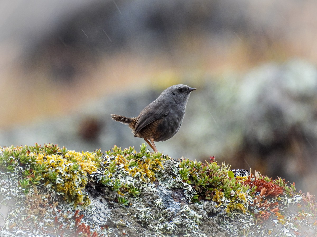 Jalca Tapaculo - ML641559645