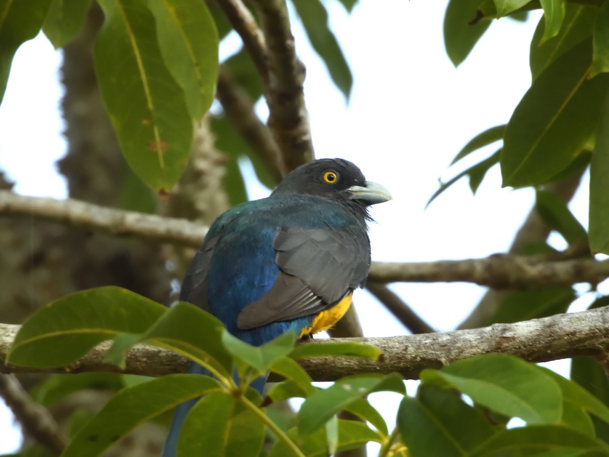 Citreoline Trogon - ML641559650