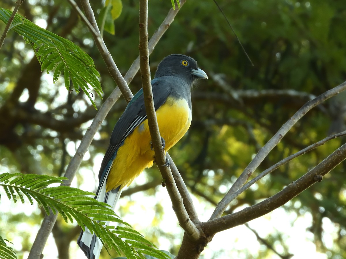 Citreoline Trogon - ML641559655