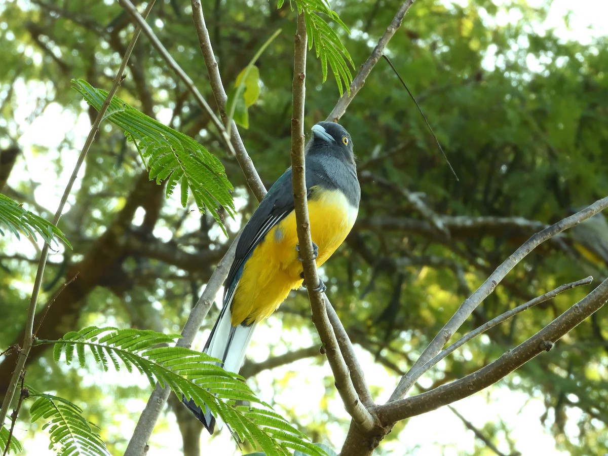 Citreoline Trogon - ML641559656