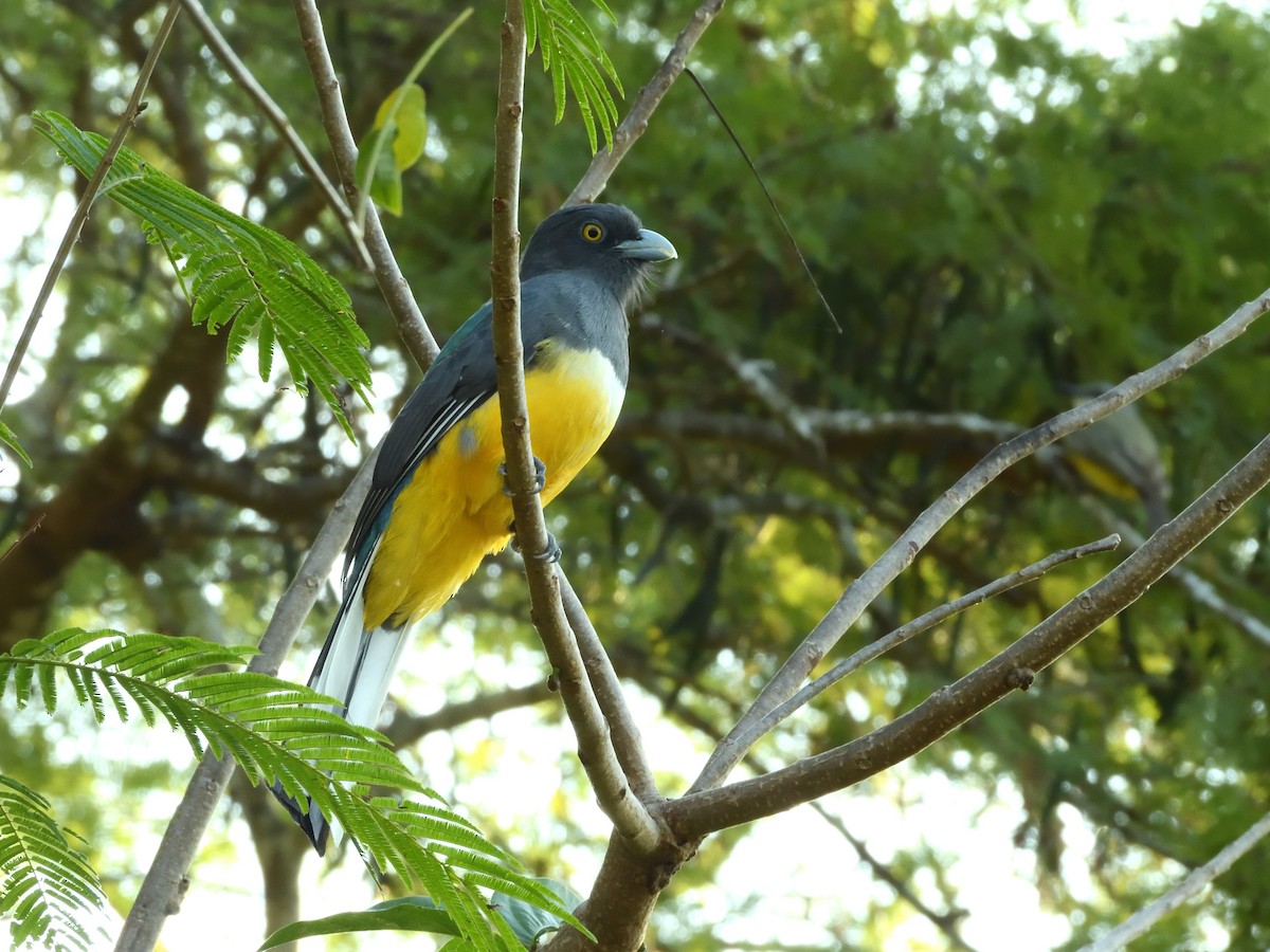 Citreoline Trogon - ML641559657