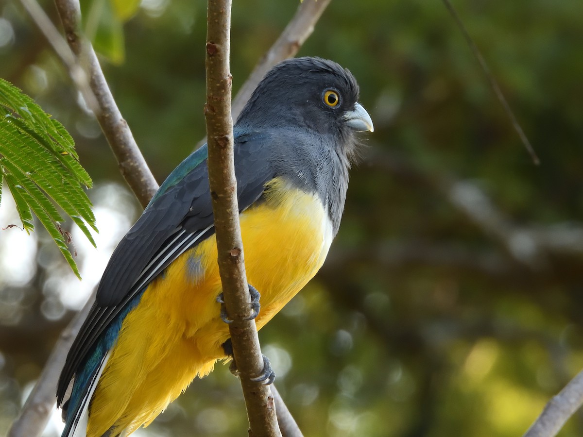 Citreoline Trogon - ML641559658