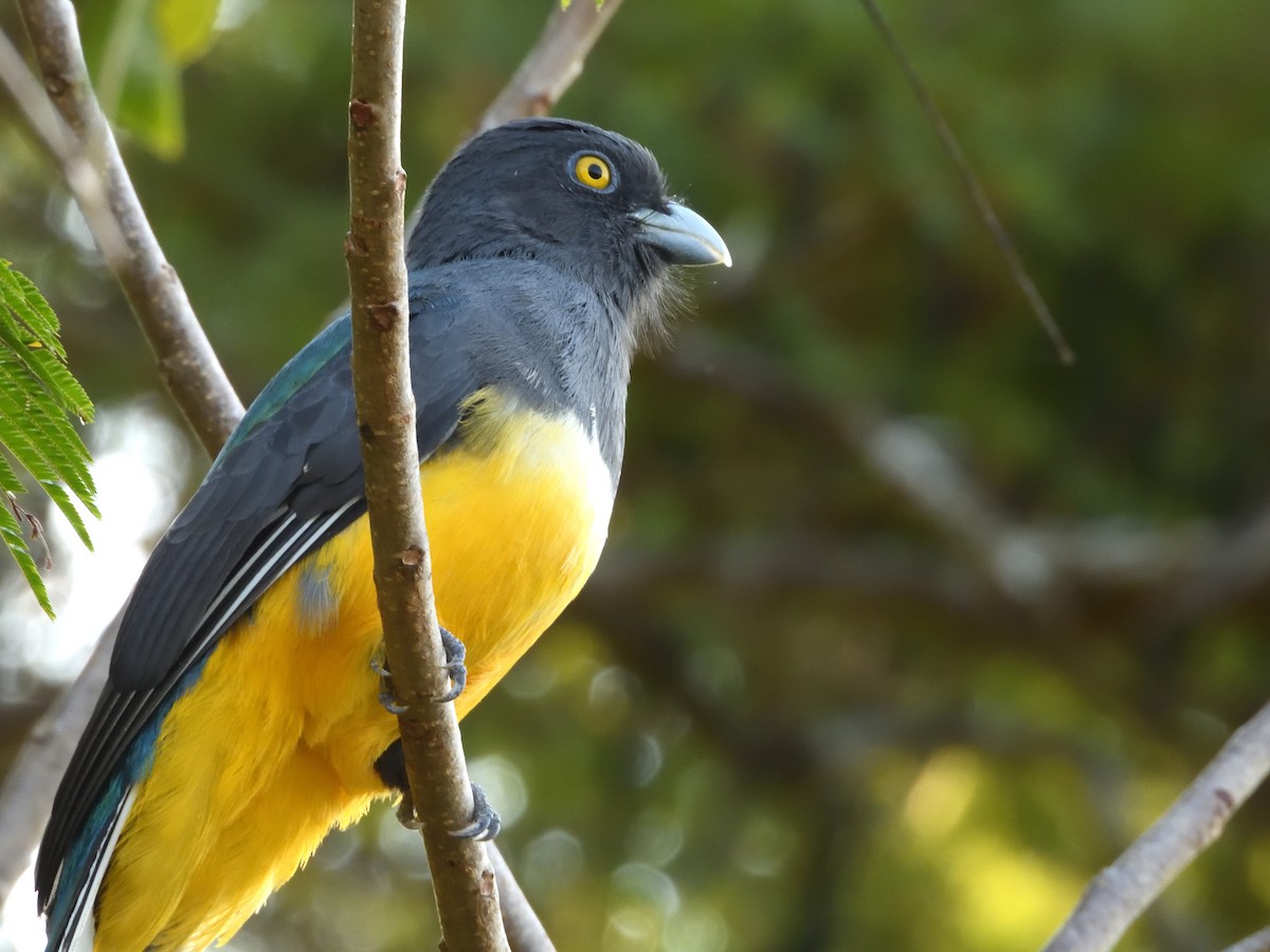 Citreoline Trogon - ML641559659