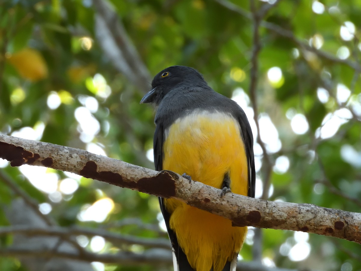 Citreoline Trogon - ML641559660