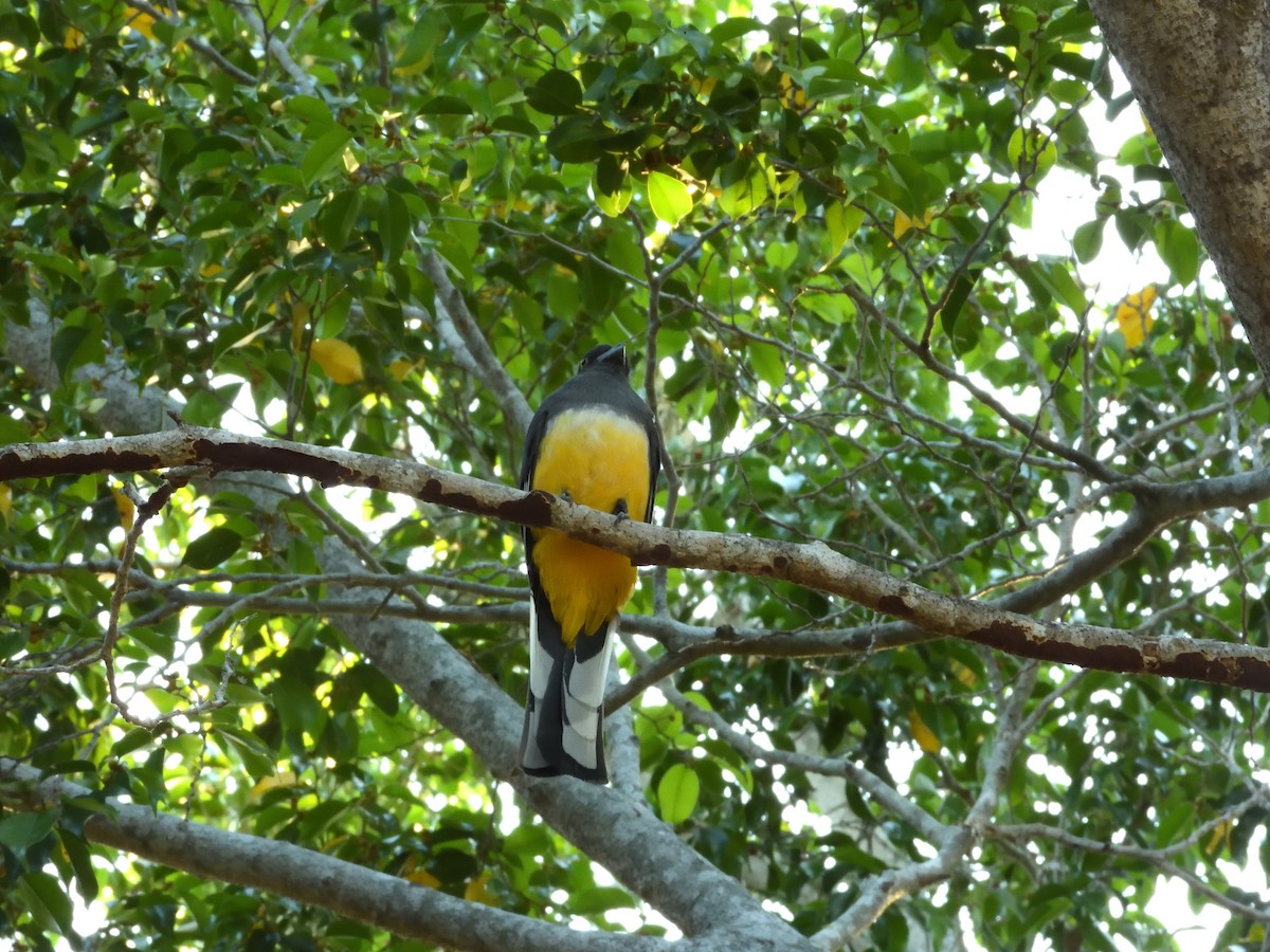 Citreoline Trogon - ML641559661