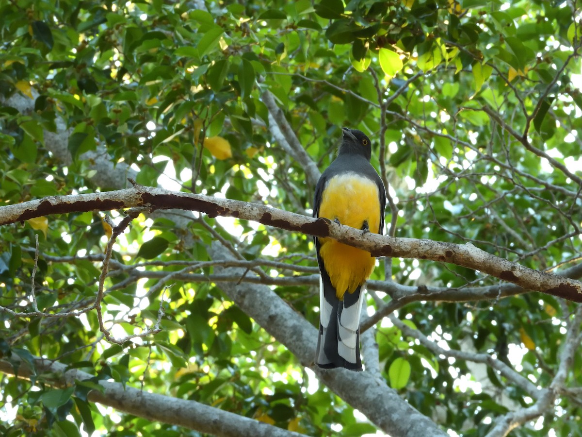 Citreoline Trogon - ML641559662