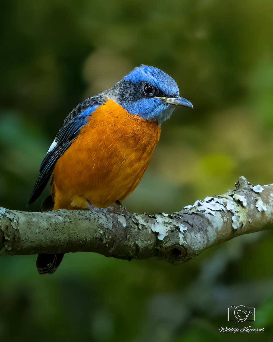 Blue-capped Rock-Thrush - ML641559664