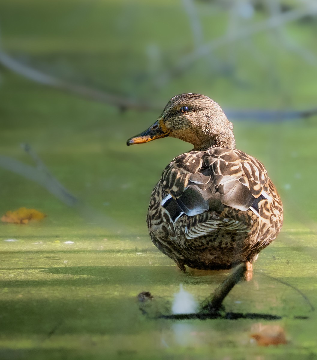 Mallard - ML641559667