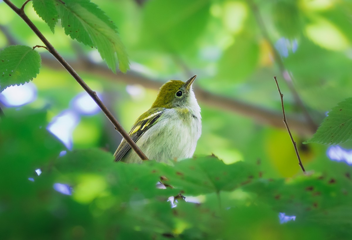 Chestnut-sided Warbler - ML641559676