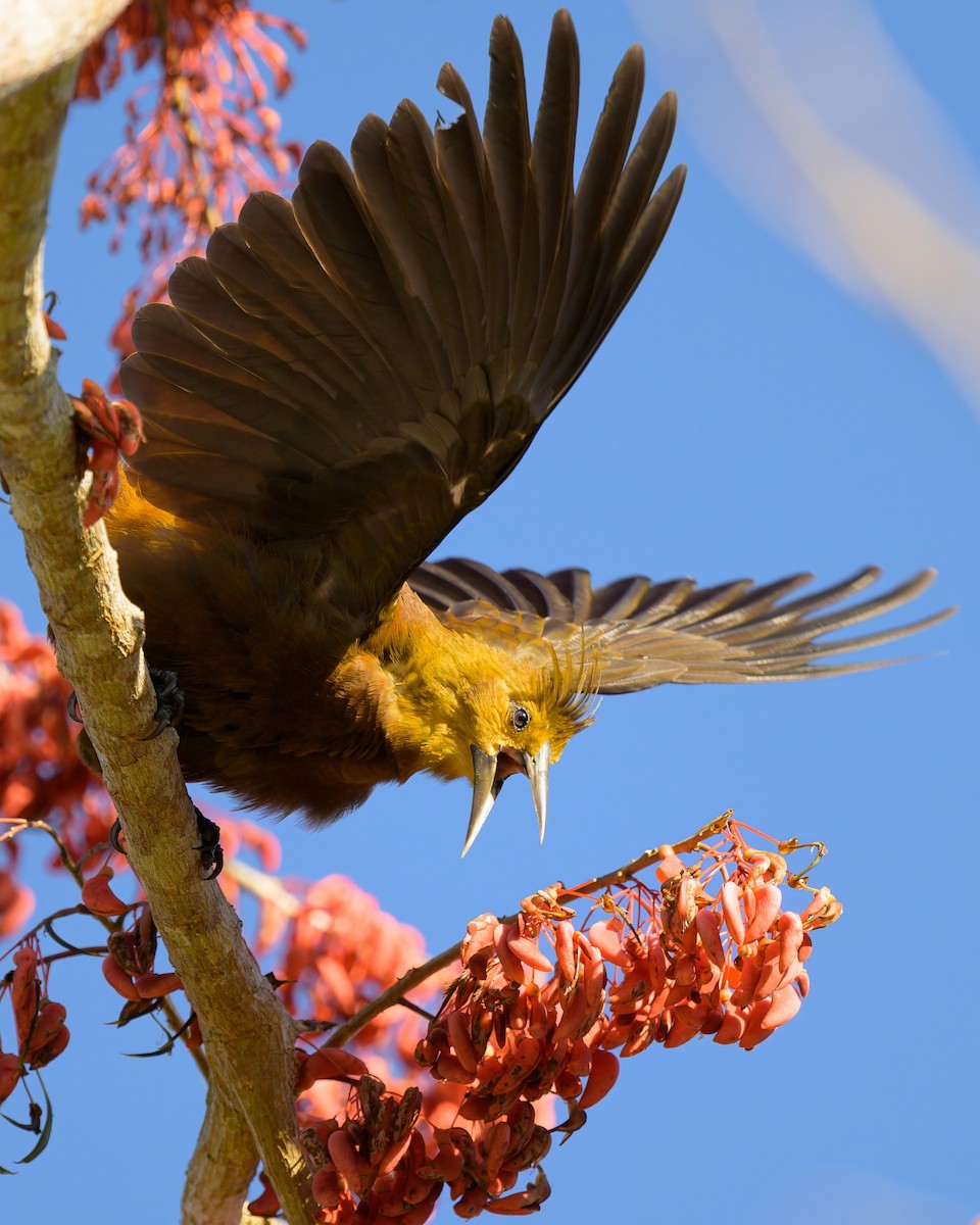 Russet-backed Oropendola - ML641559677