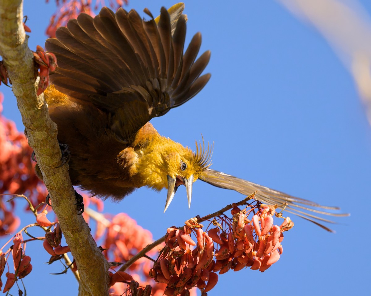 Russet-backed Oropendola - ML641559678