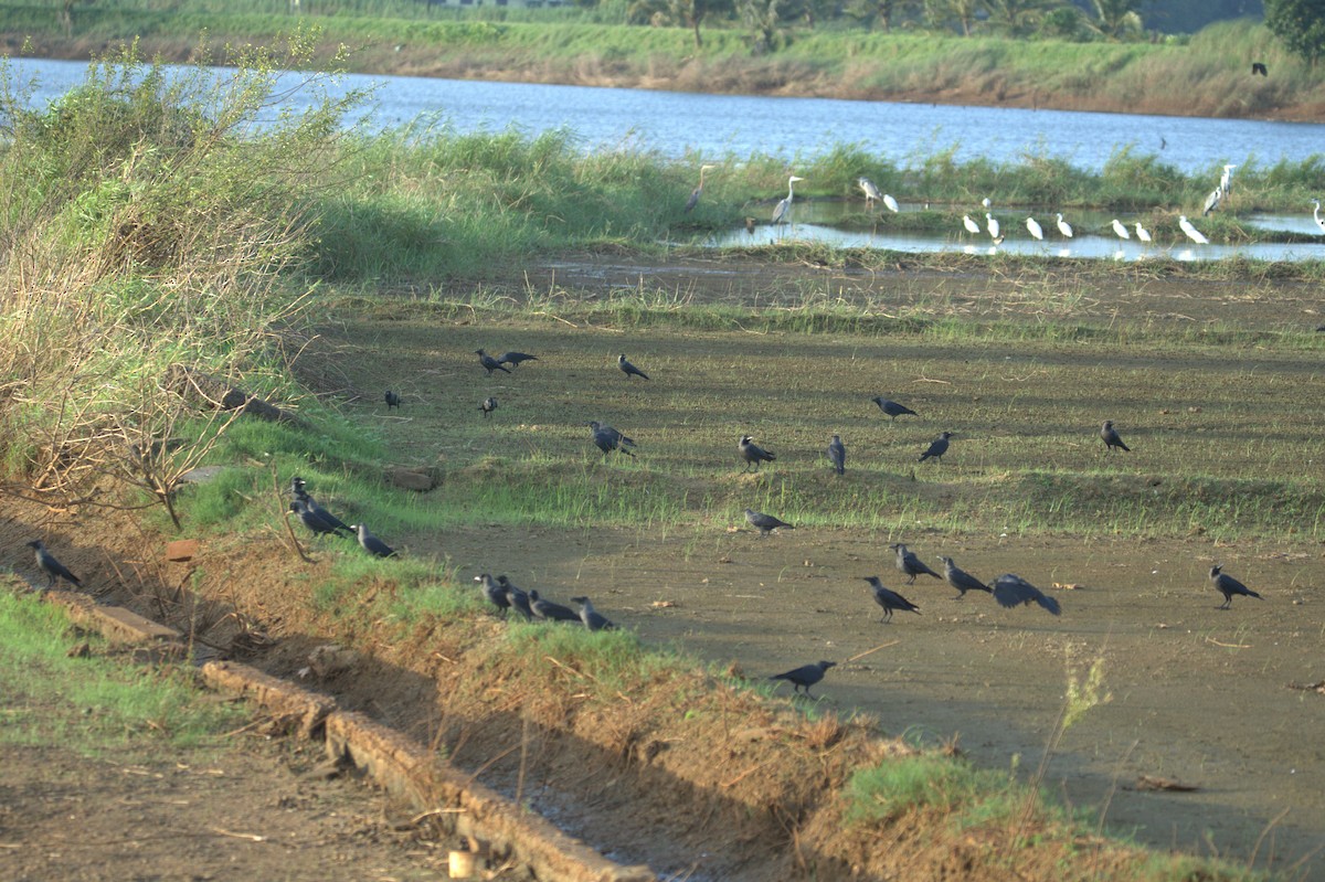 House Crow - ML641559682