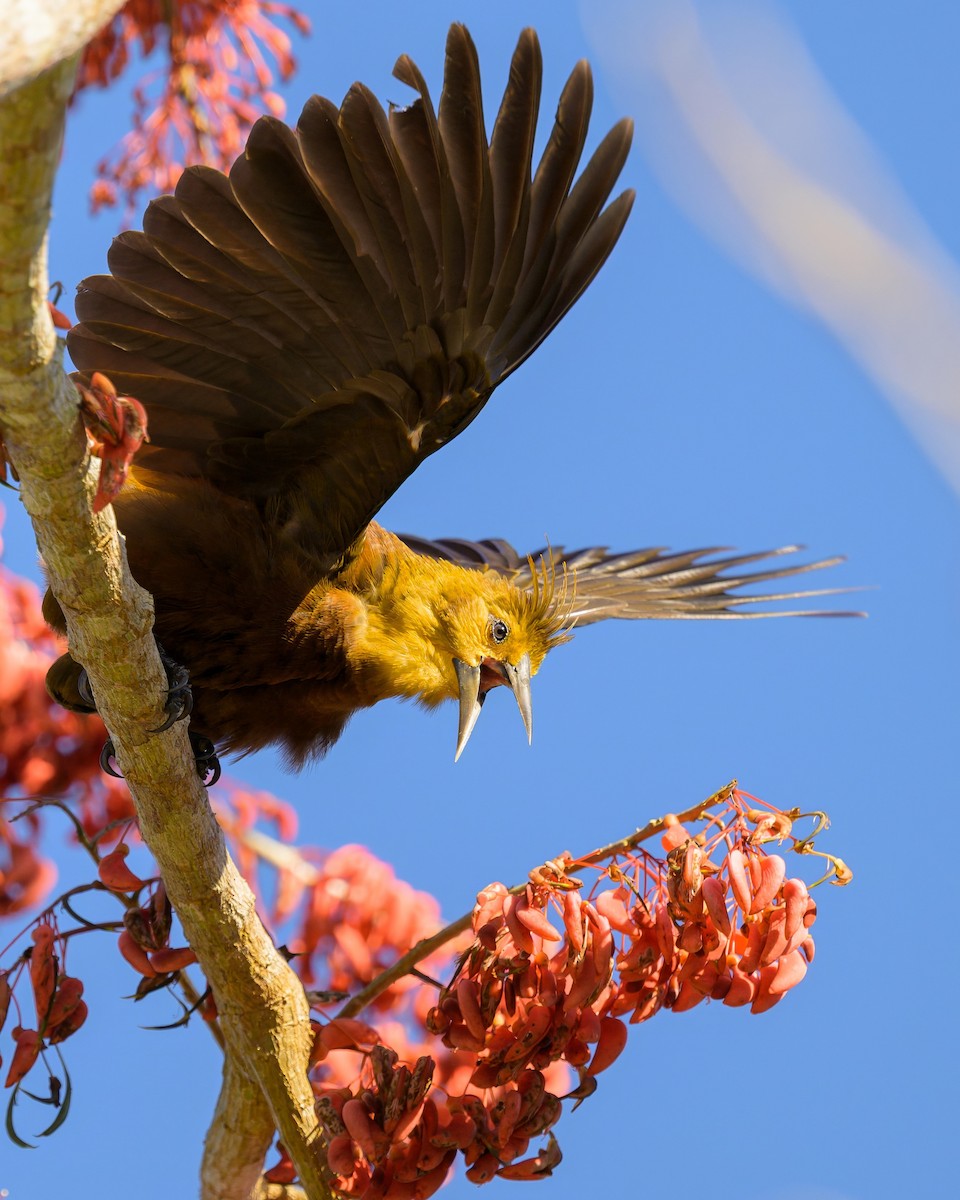 Russet-backed Oropendola - ML641559684