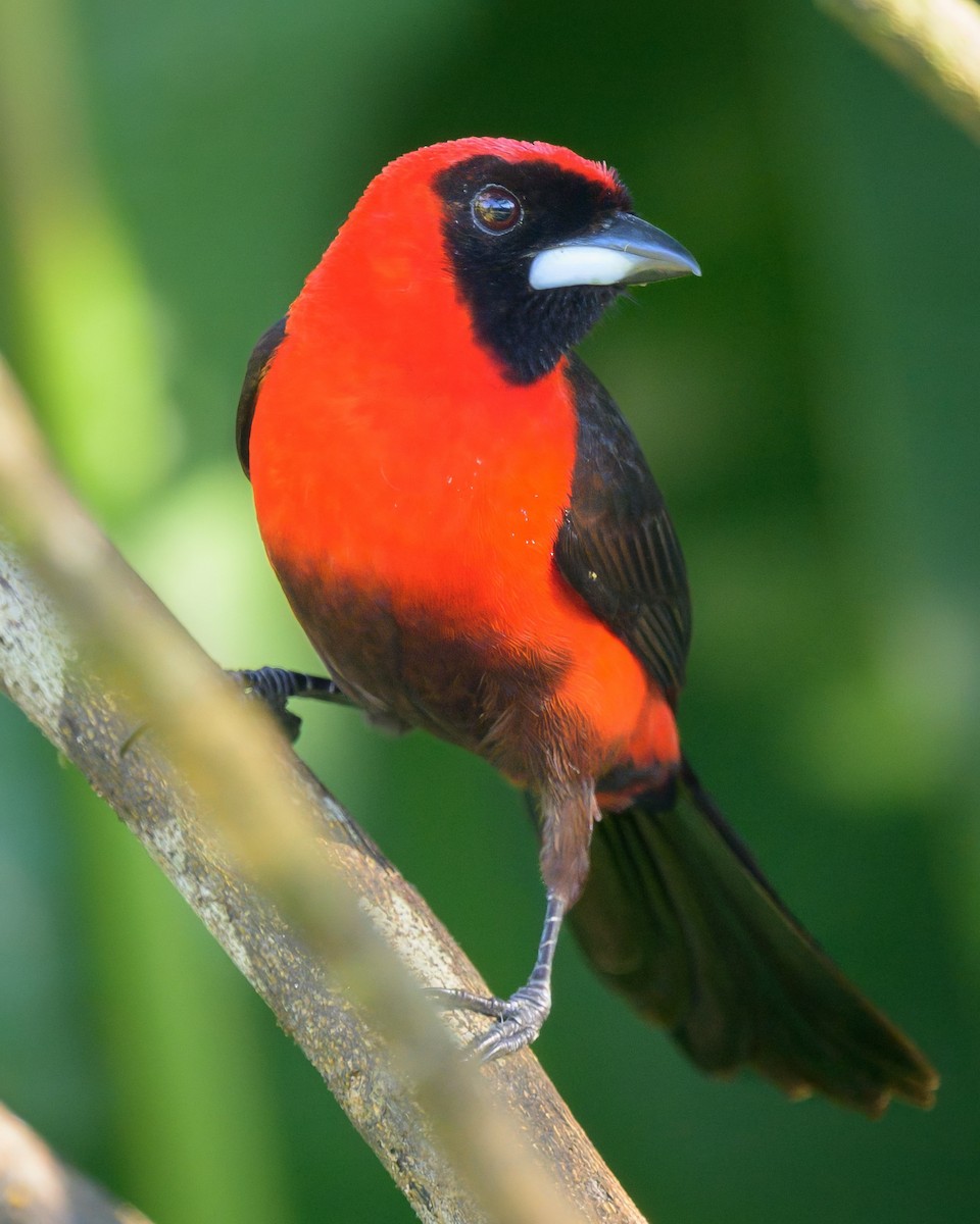 Masked Crimson Tanager - ML641559685