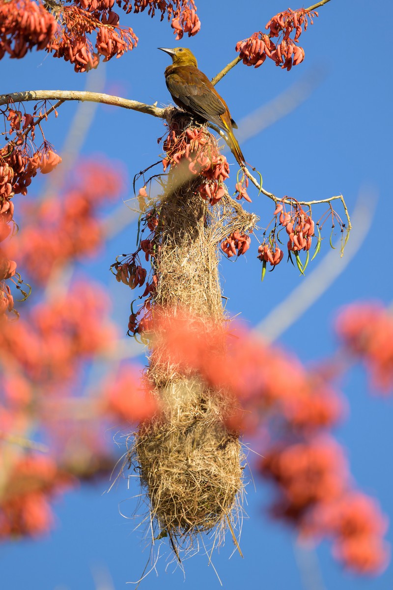 Russet-backed Oropendola - ML641559686